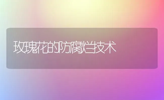 玫瑰花的防腐烂技术 | 养殖知识