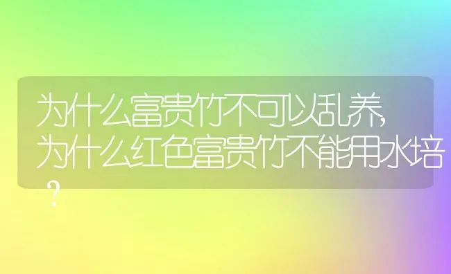 为什么富贵竹不可以乱养,为什么红色富贵竹不能用水培？ | 养殖学堂