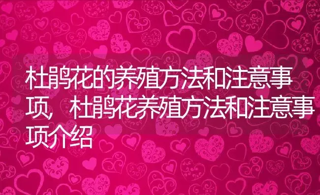 杜鹃花的养殖方法和注意事项,杜鹃花养殖方法和注意事项介绍 | 养殖学堂