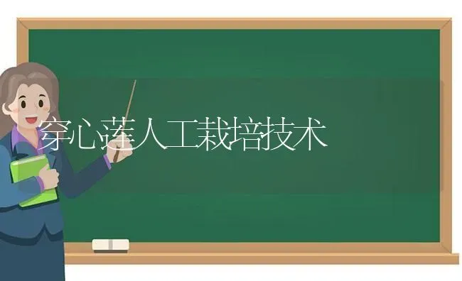 穿心莲人工栽培技术 | 养殖技术大全