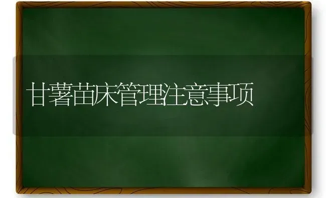 甘薯苗床管理注意事项 | 养殖技术大全