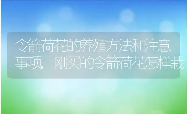 令箭荷花的养殖方法和注意事项,刚买的令箭荷花怎样栽 | 养殖学堂