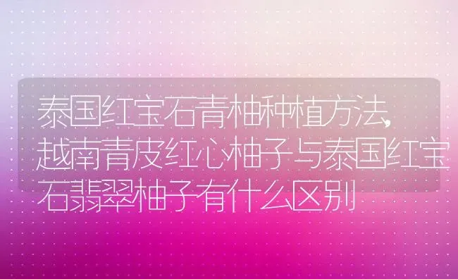 泰国红宝石青柚种植方法,越南青皮红心柚子与泰国红宝石翡翠柚子有什么区别 | 养殖学堂