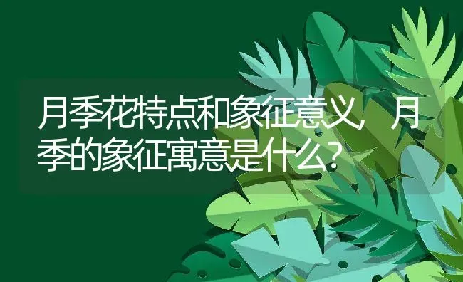 月季花特点和象征意义,月季的象征寓意是什么？ | 养殖科普