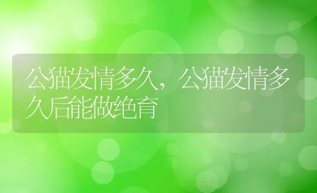 公猫发情多久,公猫发情多久后能做绝育 | 养殖科普