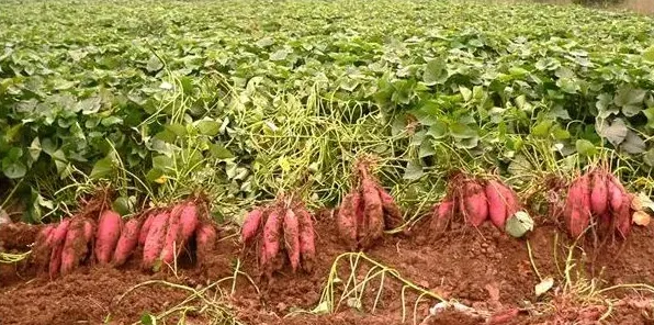 地瓜种植时间和种植方法 | 实用知识