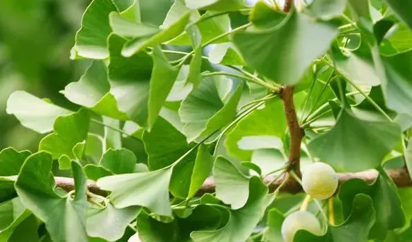 银杏树的种植与管理 | 农广天地