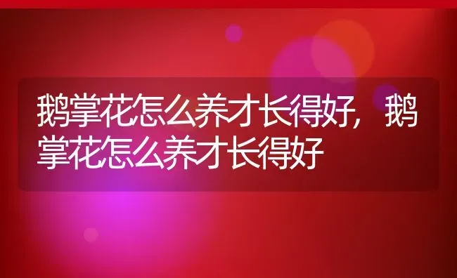 鹅掌花怎么养才长得好,鹅掌花怎么养才长得好 | 养殖科普
