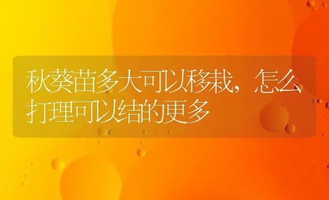 秋葵苗多大可以移栽,怎么打理可以结的更多 | 养殖技术大全