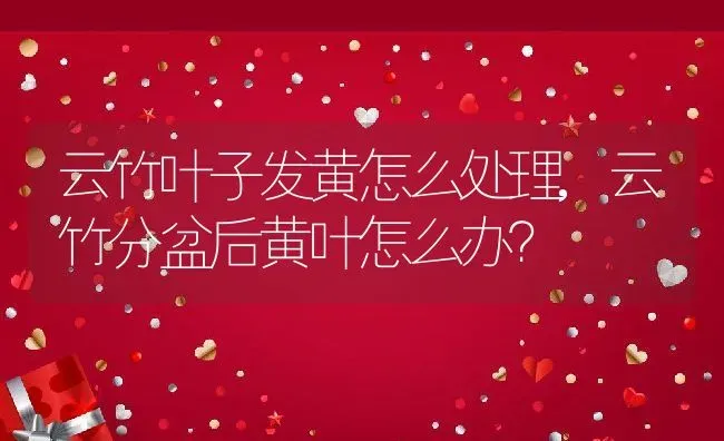 云竹叶子发黄怎么处理,云竹分盆后黄叶怎么办？ | 养殖科普