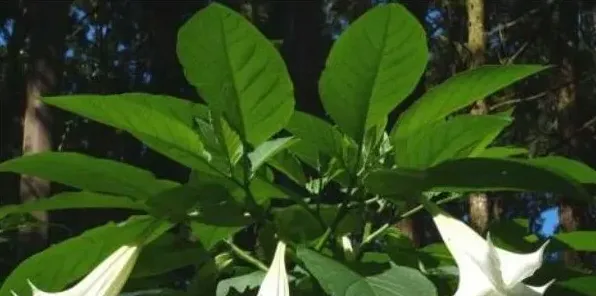 曼陀罗花有毒吗 | 三农知识