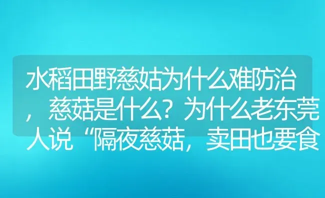 水稻田野慈姑为什么难防治,慈菇是什么？为什么老东莞人说“隔夜慈菇，卖田也要食” | 养殖学堂