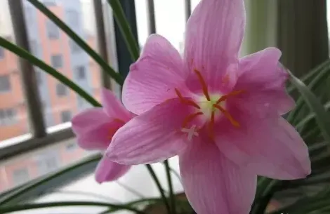 风雨兰怎么养才能开花多,风雨兰怎么控旺长？