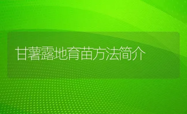 甘薯露地育苗方法简介 | 养殖技术大全