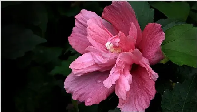 朱瑾牡丹花的修剪方法 | 农广天地