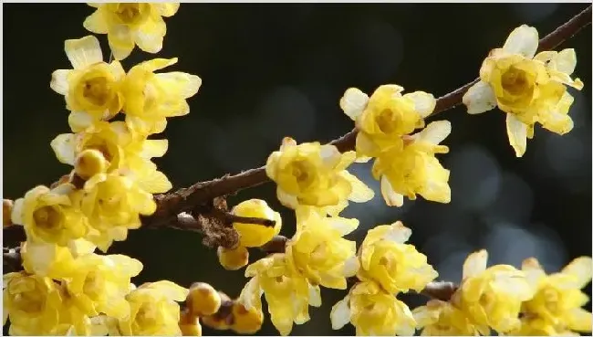 腊梅花枝水养 | 生活常识