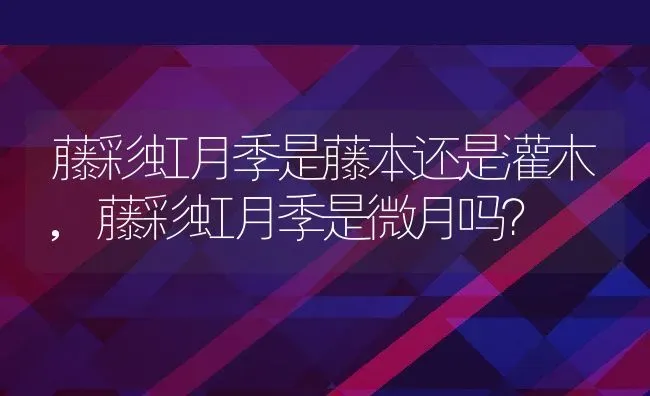 藤彩虹月季是藤本还是灌木,藤彩虹月季是微月吗？ | 养殖科普