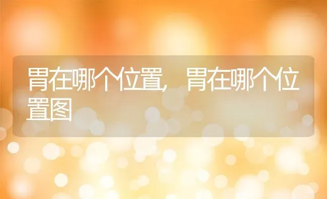 胃在哪个位置,胃在哪个位置图 | 养殖资料