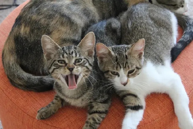 狸花猫千万不能养,狸猫的优缺点？