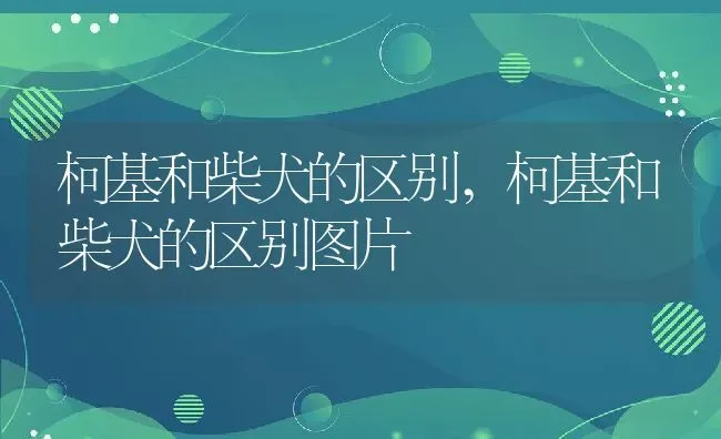 柯基和柴犬的区别,柯基和柴犬的区别图片 | 养殖科普