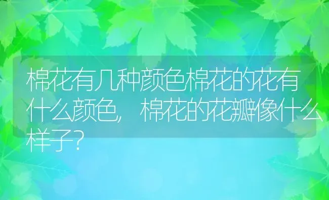 棉花有几种颜色棉花的花有什么颜色,棉花的花瓣像什么样子？ | 养殖科普