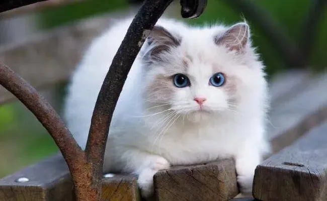 布偶猫掉毛怎么解决,布偶猫掉毛怎么回事？