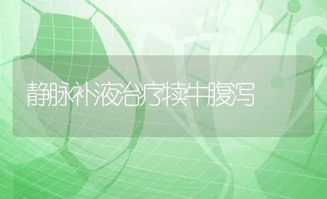 静脉补液治疗犊牛腹泻 | 养殖技术大全