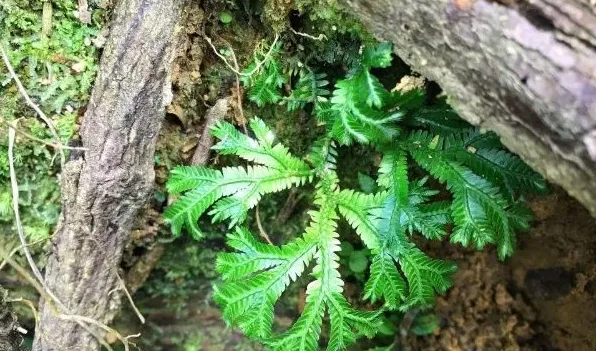 会行走的植物有哪些 | 生活妙招