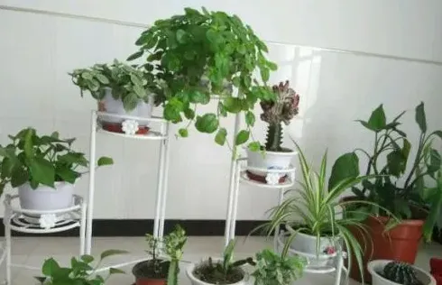室内养什么花好,室内养什么植物好？