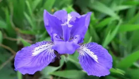 蓝色的花有哪些及花名图片,什么花的颜色是蓝色的？