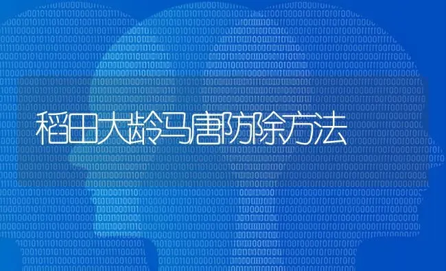 稻田大龄马唐防除方法 | 养殖技术大全