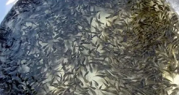 如何高效的培育草鱼的苗种 | 实用知识