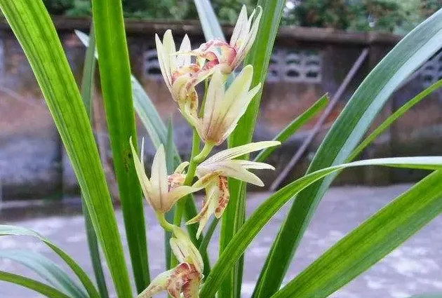 兰花的花语是什么,兰花的寓意是什么？