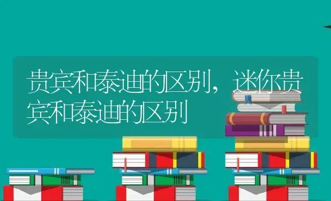 贵宾和泰迪的区别,迷你贵宾和泰迪的区别 | 养殖资料