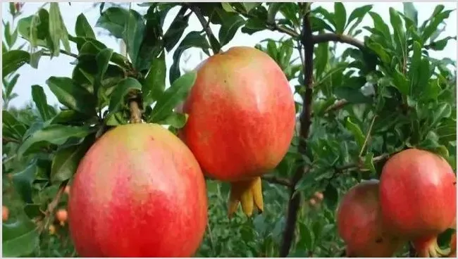 石榴成熟期管理要点 | 常识大全