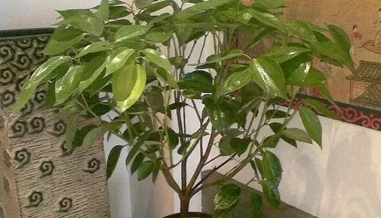 幸福树掉叶子怎么办,幸福树可能水浇多了，掉叶严重，都耷拉着叶子，要死的感觉，请问该如何处理？