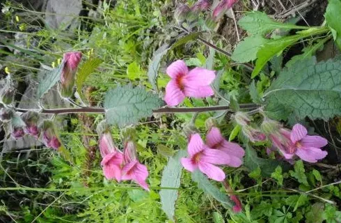 夏天都有什么花,夏天适合种植什么花？