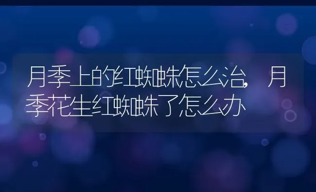 月季上的红蜘蛛怎么治,月季花生红蜘蛛了怎么办 | 养殖学堂