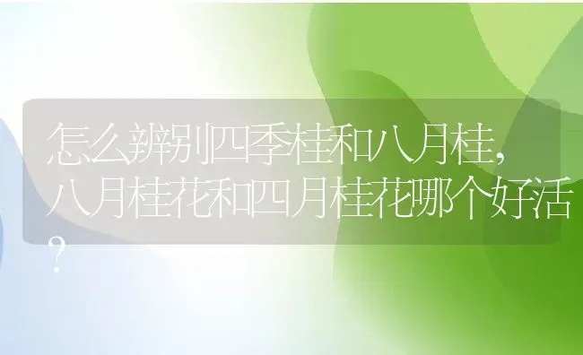 怎么辨别四季桂和八月桂,八月桂花和四月桂花哪个好活？ | 养殖科普