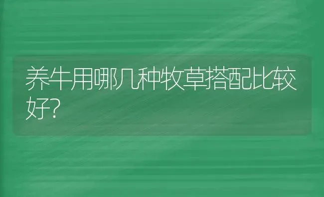 养牛用哪几种牧草搭配比较好? | 养殖知识