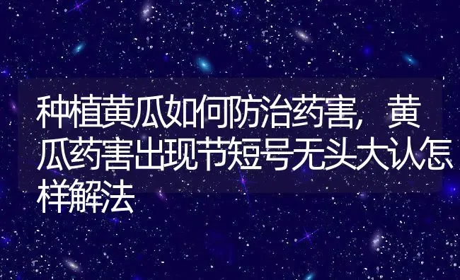 种植黄瓜如何防治药害,黄瓜药害出现节短号无头大认怎样解法 | 养殖学堂