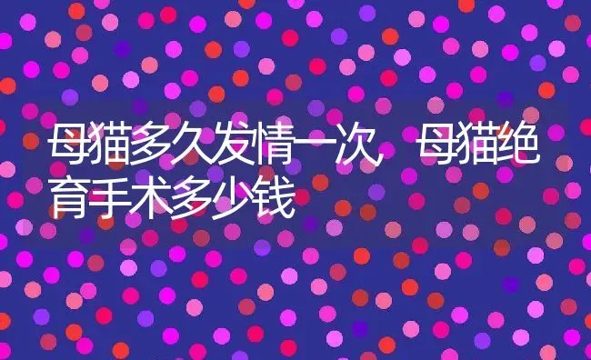 母猫多久发情一次,母猫绝育手术多少钱 | 养殖资料