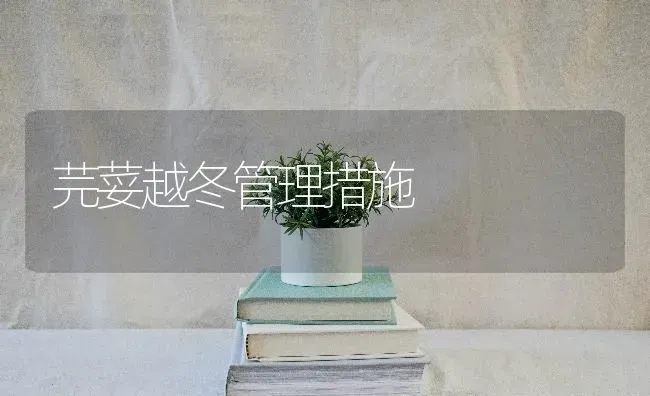 芫荽越冬管理措施 | 养殖知识