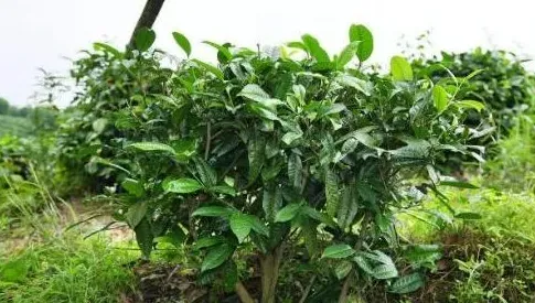 要把荒山变金库 那就栽植油茶树 | 生活常识