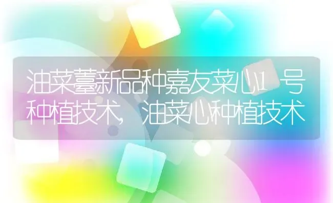 油菜薹新品种嘉友菜心1号种植技术,油菜心种植技术 | 养殖学堂