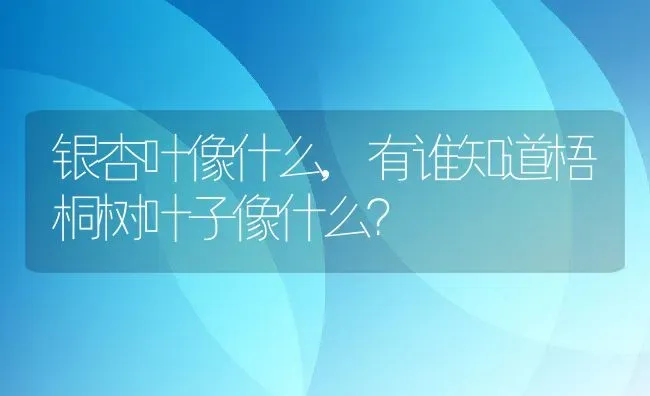银杏叶像什么,有谁知道梧桐树叶子像什么？ | 养殖科普