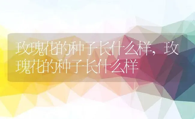 玫瑰花的种子长什么样,玫瑰花的种子长什么样 | 养殖科普