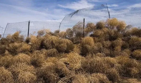 会行走的植物有哪些 | 生活妙招