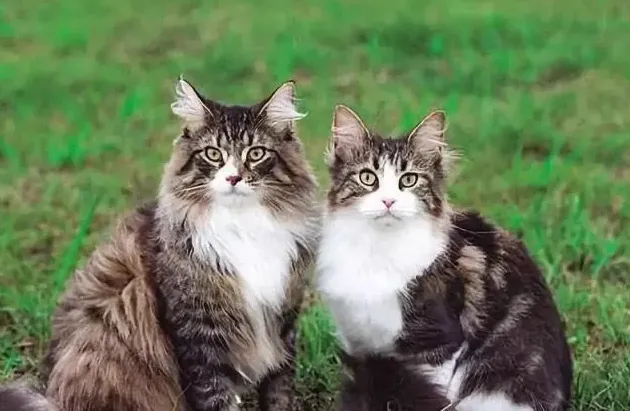 挪威森林猫好养吗,挪威森林猫好养吗？饲养需要注意什么？