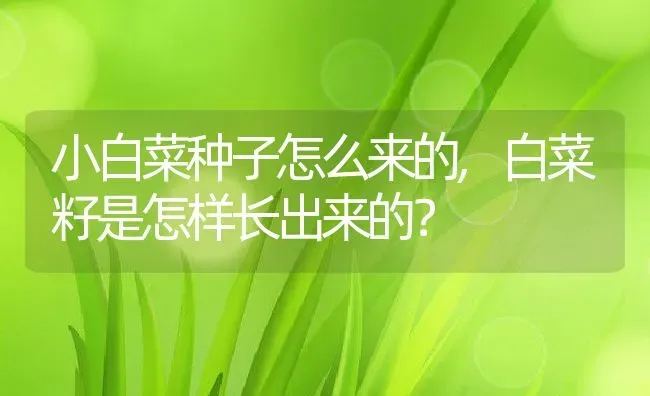 小白菜种子怎么来的,白菜籽是怎样长出来的？ | 养殖科普